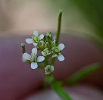 Pennsylvania bittercress