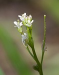 Pennsylvania bittercress