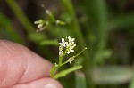 Pennsylvania bittercress