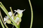 Pennsylvania bittercress