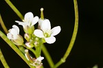 Pennsylvania bittercress