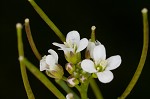 Pennsylvania bittercress