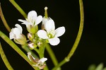 Pennsylvania bittercress