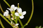 Pennsylvania bittercress