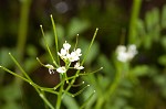 Pennsylvania bittercress