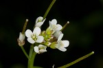 Pennsylvania bittercress