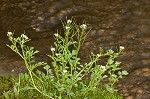 Pennsylvania bittercress