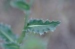 Nodding plumeless thistle