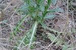 Nodding plumeless thistle