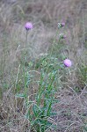 Nodding plumeless thistle