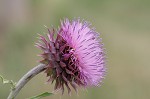 Nodding plumeless thistle