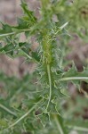 Nodding plumeless thistle