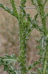 Nodding plumeless thistle