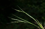 Summer sedge