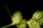 Broadwing sedge