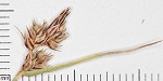 Emmons' sedge