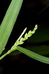 White bear sedge