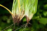 White bear sedge