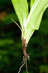 White bear sedge