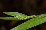 White bear sedge