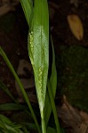 White bear sedge