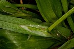 White bear sedge