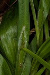 White bear sedge