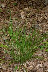 Eastern narrowleaf sedge