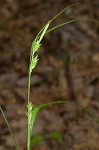 Eastern narrowleaf sedge