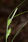 Eastern narrowleaf sedge