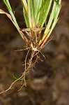 Eastern narrowleaf sedge