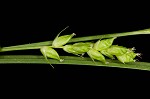 Eastern narrowleaf sedge