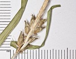 Eastern narrowleaf sedge