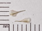 Eastern narrowleaf sedge