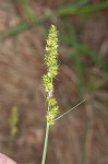 Yellowfruit sedge