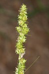 Yellowfruit sedge