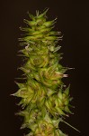 Yellowfruit sedge