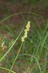 Yellowfruit sedge