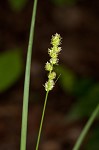 Yellowfruit sedge