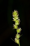 Yellowfruit sedge