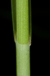 Yellowfruit sedge