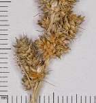 Yellowfruit sedge