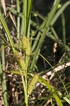 Goldenfruit sedge