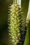 Goldenfruit sedge