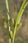 Goldenfruit sedge