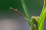 Goldenfruit sedge