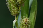 Goldenfruit sedge