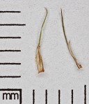 Goldenfruit sedge