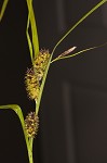 Goldenfruit sedge