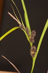 Goldenfruit sedge